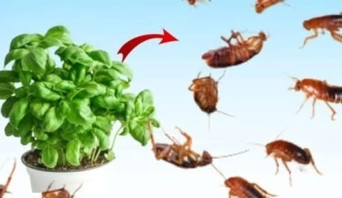 Βάλε αυτά τα φυσικά υλικά στο σπίτι και περιόρισε μύγες, κουνούπια και κατσαρίδες εύκολα
