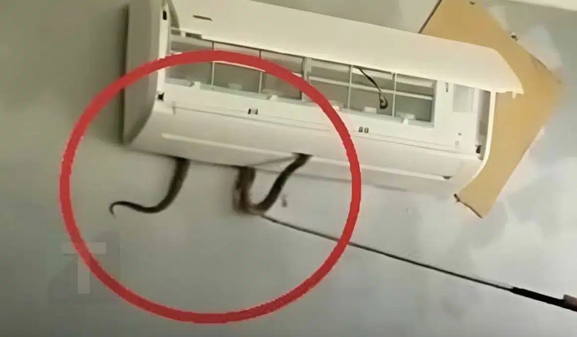 Σοκ: 7χρονο κορίτσι δαγκώθηκε από φίδι που βγήκε μέσα από κλιματιστικό – Τι πρέπει να προσέχουν οι ιδιοκτήτες σπιτιών