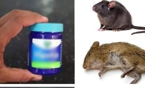 Ποντίκια και Αρουραίοι: Μπορεί το Vicks VapoRub να Βοηθήσει στην Απομάκρυνσή τους;