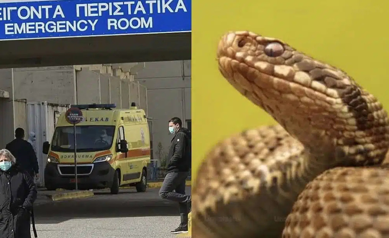 Φίδι δάγκωσε φοιτητή στο κέντρο της Πάτρας – Στο νοσοκομείο ο νεαρός μετά το απρόσμενο περιστατικό