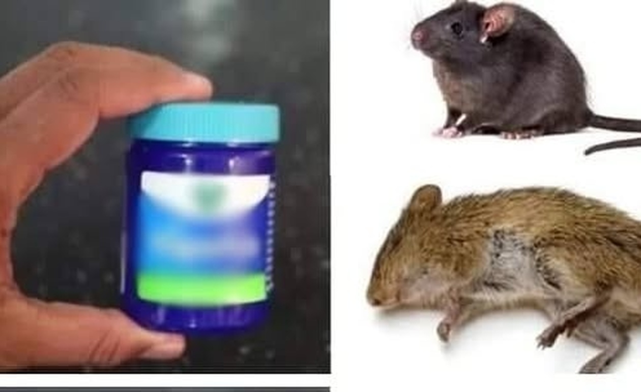 Ποντίκια και Αρουραίοι: Μπορεί το Vicks VapoRub να Βοηθήσει στην Απομάκρυνσή τους;