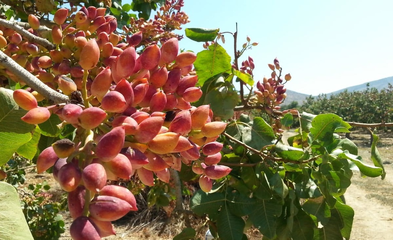 Το ελληνικό φιστίκι που ξεχωρίζει για τα οφέλη του στην υγεία – Πώς συμβάλλει σε βάρος, χοληστερίνη και σάκχαρο